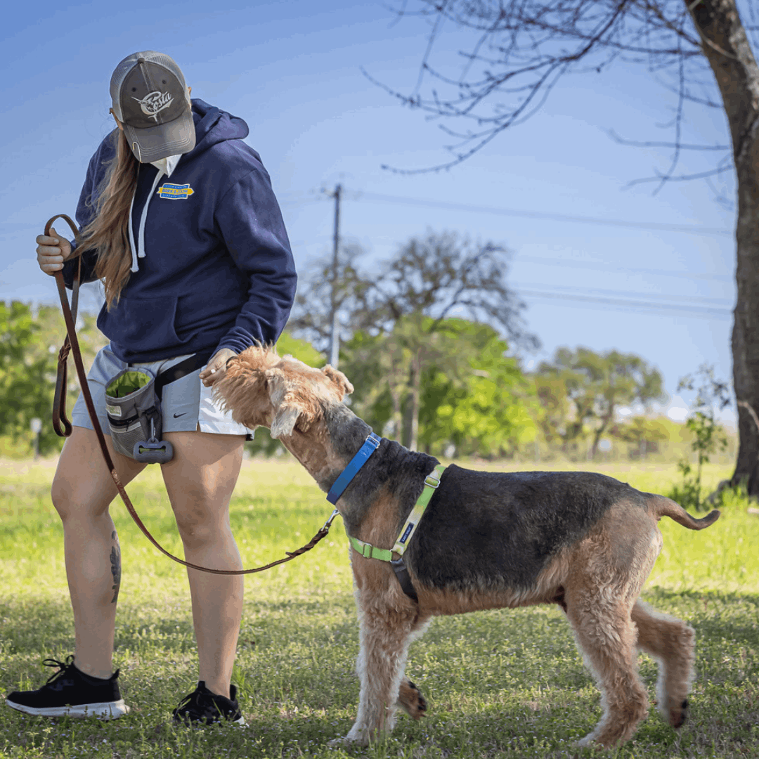 dog trainning and obedient