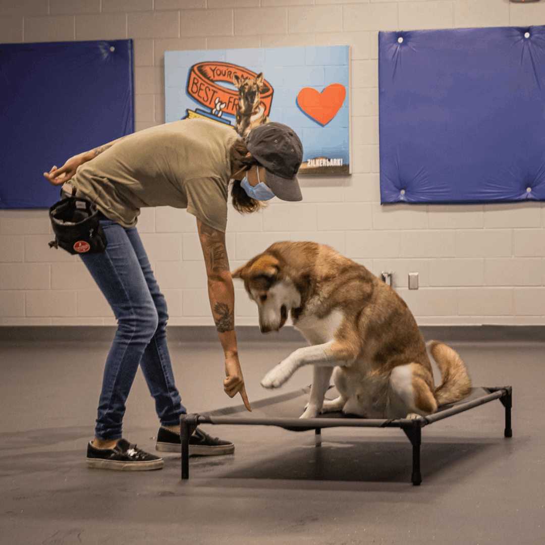 dog trainning and obedient
