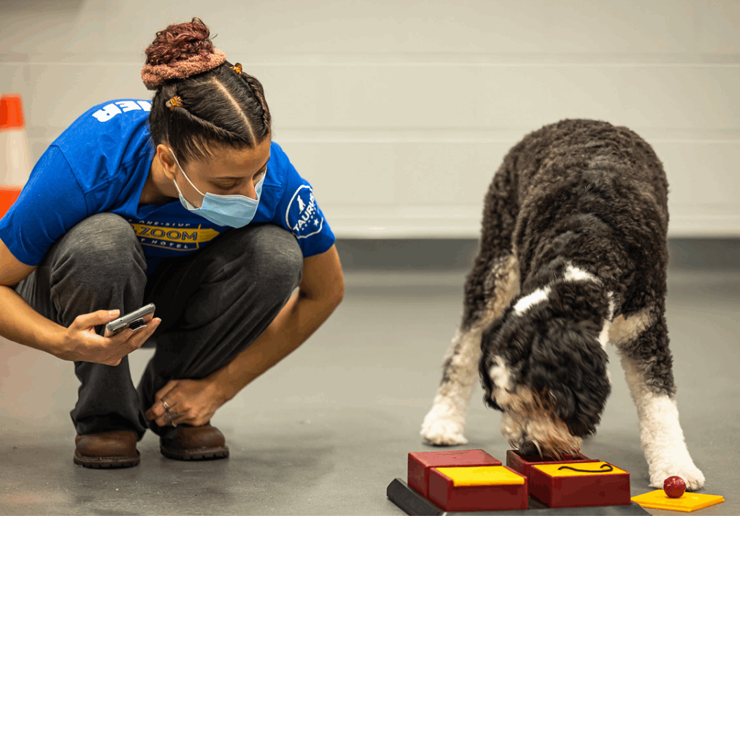 dog trainning and obedient