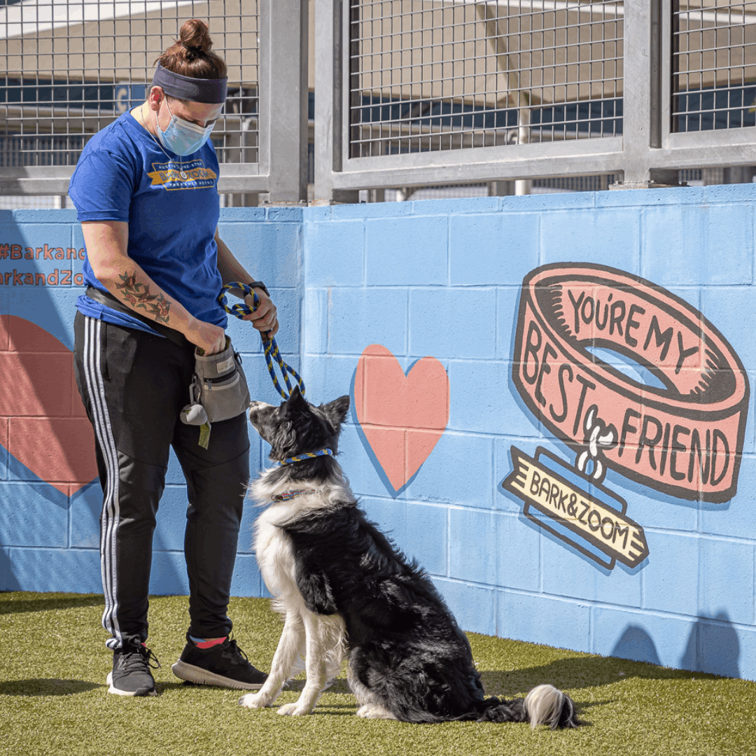dog trainning and obedient